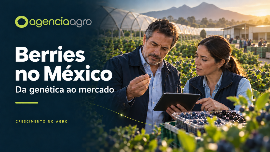 Ilustração editorial de dois profissionais avaliando berries junto a cultivos protegidos, com a identidade visual da AgenciaAgro.